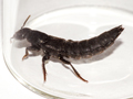Tasgius ater